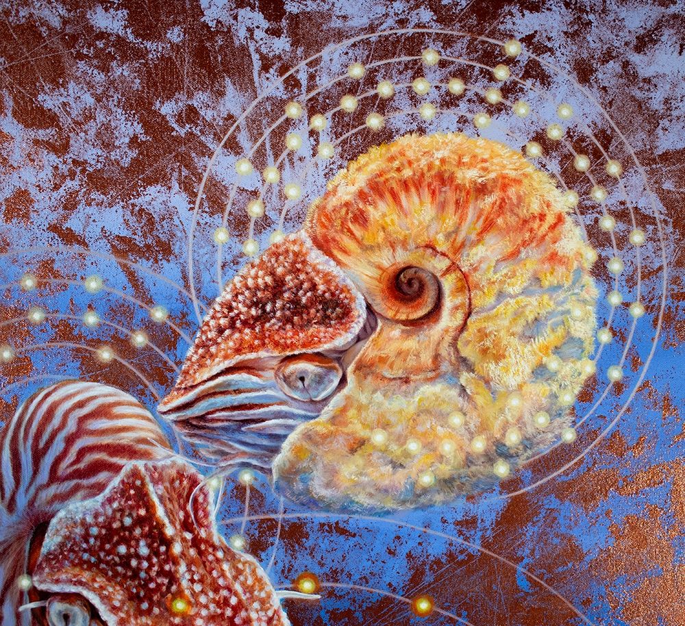 An allonautilus that’s giving Hedy Lamar a run for her money. 