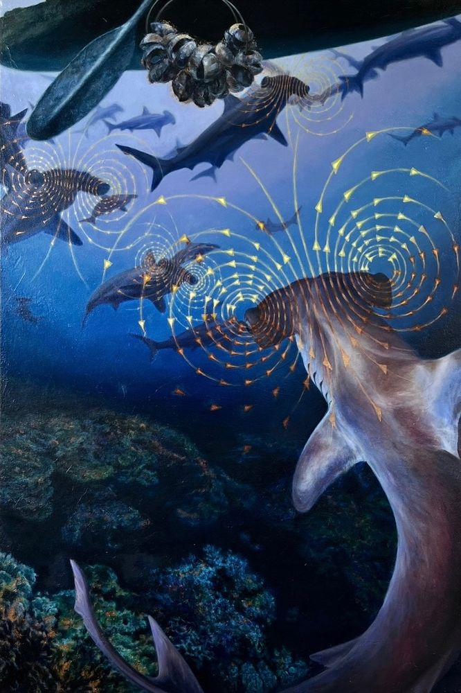 Oil painting of a group of scalloped hammerhead sharks. A coral reef is below and a canoe with a paddle is above. A shark calling tool used in Papua New Guinea is dangling off the side of the boat. Metallic concentric ring coming off the eyes of the closest hammerheads show electroreception. 