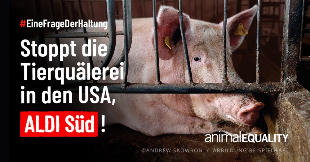 Aldi: Eine Frage der Haltung! | Animal Equality Germany