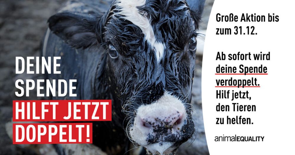 Jetzt spenden und doppelt so viel für die Tiere erreichen!