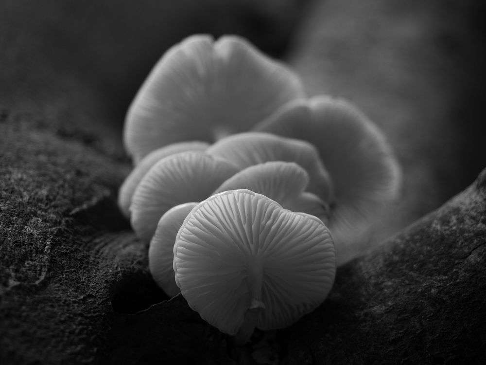 white fungi, seen from beneath, growing out of a tree trunk. black and white photo.