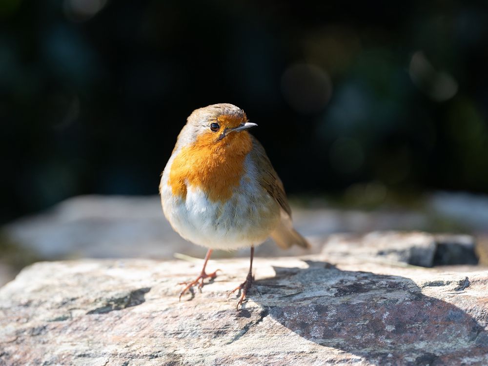 a photo of a Robin sat on a wall. 