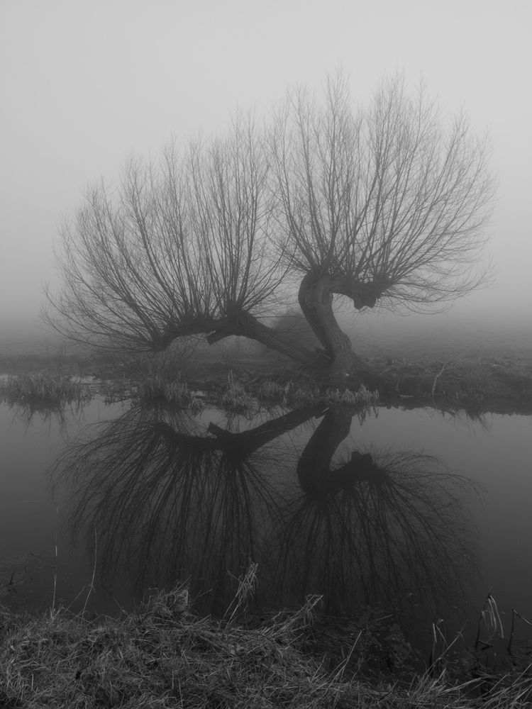 a strangely shaped Willow tree is rellected in a canal on a misty morning. 