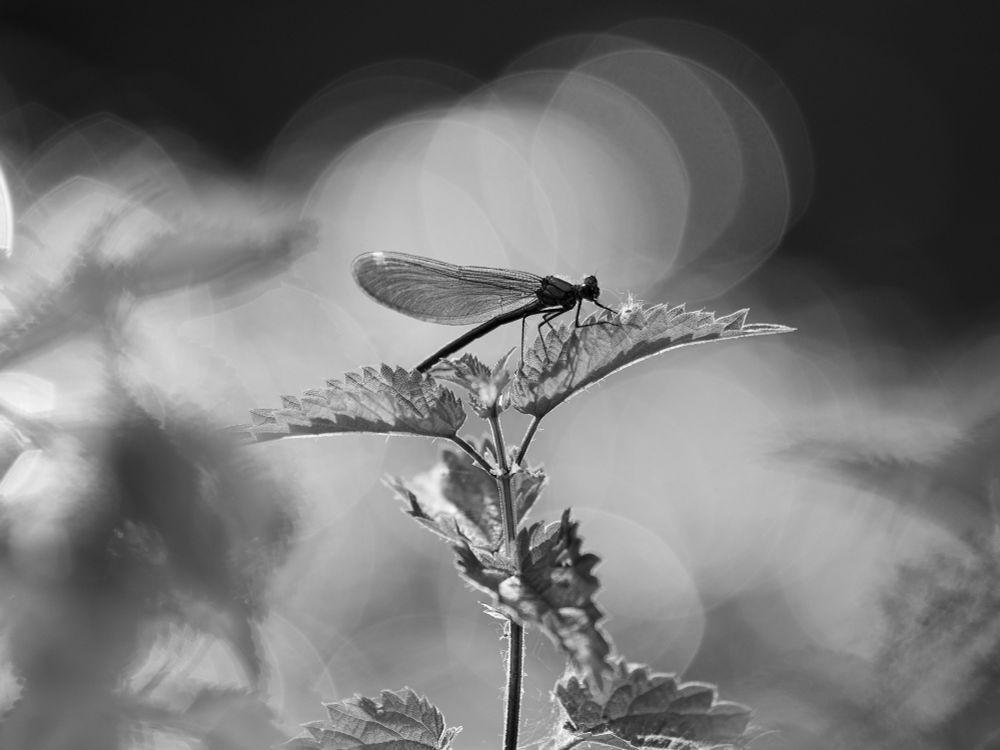 a damselfly sits on a nettle plant, backlit by sunlight reflecting off water. 