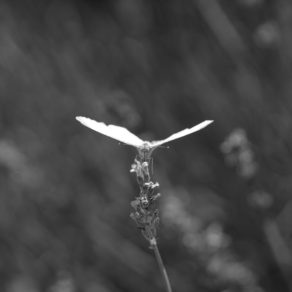 A large white butterfly is seen head on sat on a Lavender flower. Black and white photograph.