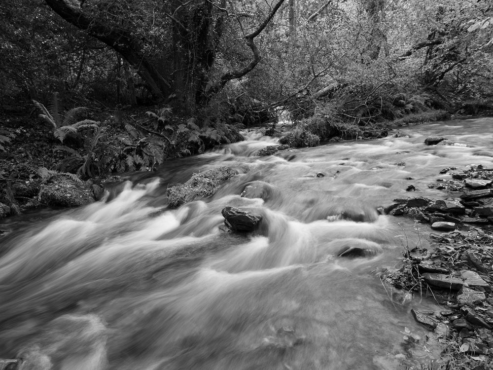 in the woods a smaller stream joins a larger one. black and white photo. 