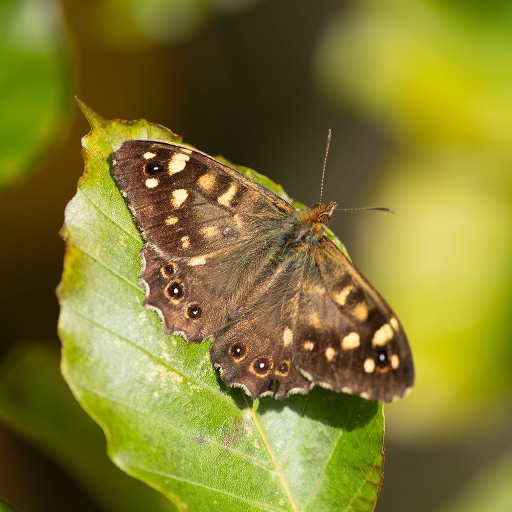 a variegated brown butterfly; Speckled Wood, sits in the sunshine on a Beech leaf.