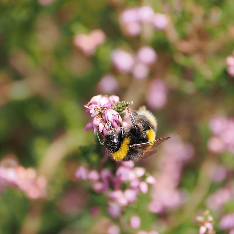 a fluffy bumble bee clings to little pink heather flowers as it feeds. 