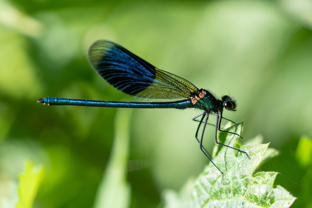 a lovely blue Banded Demoiselle sat on a leaf. 