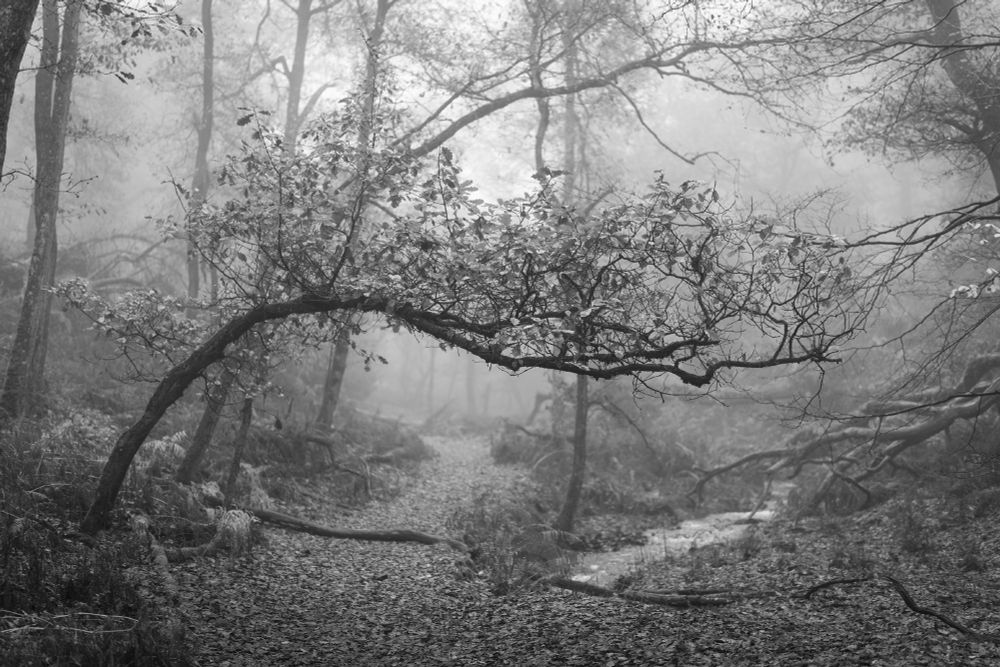 a thin tree leans like an archway over a track through the woods. Black and white photo.