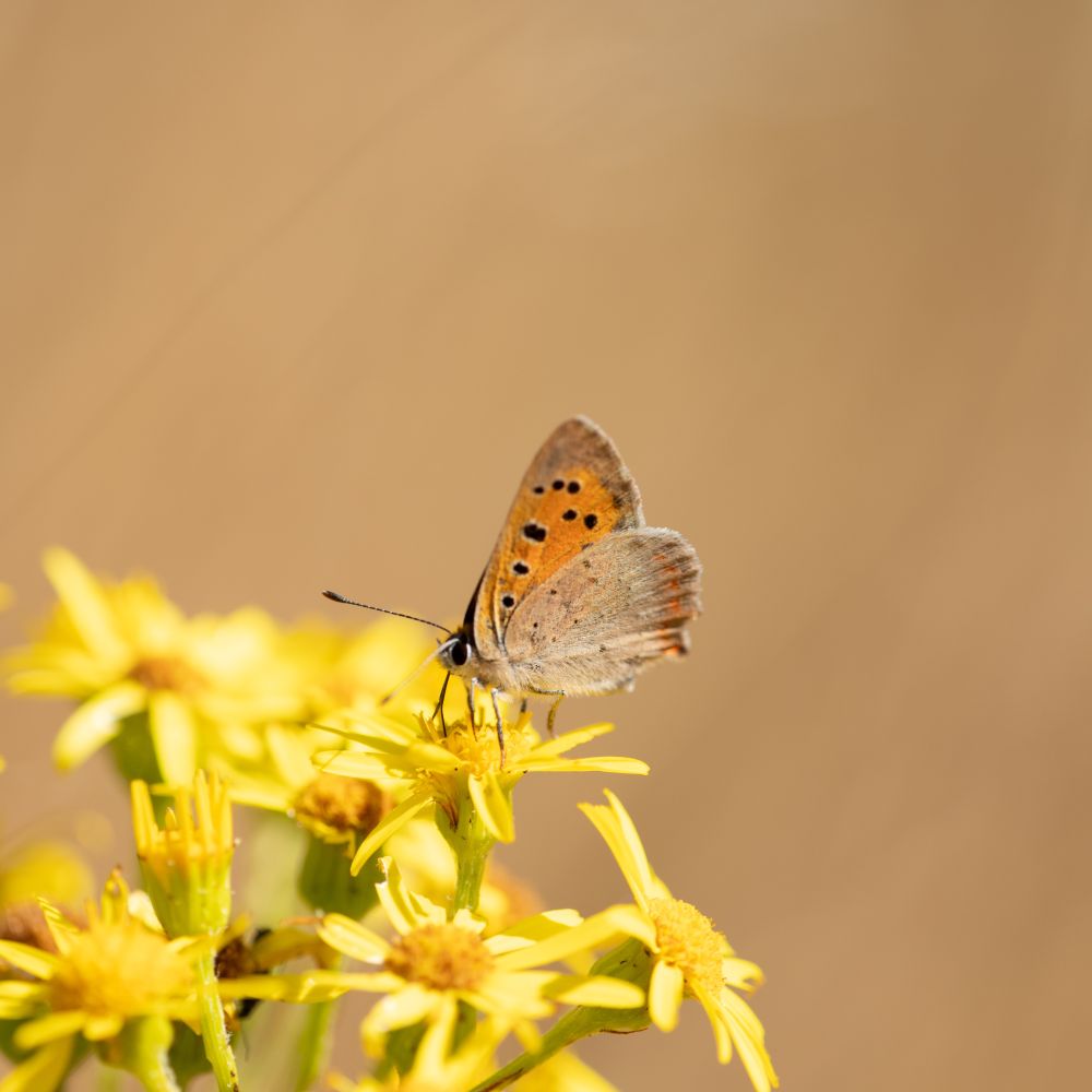A small copper butterfly feeds with its wings folded up on bright yellow Ragwort flowers.
