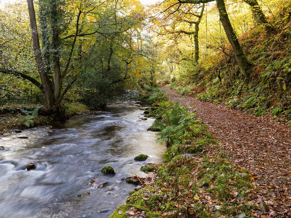 a river runs by a track through autumn woodland. 