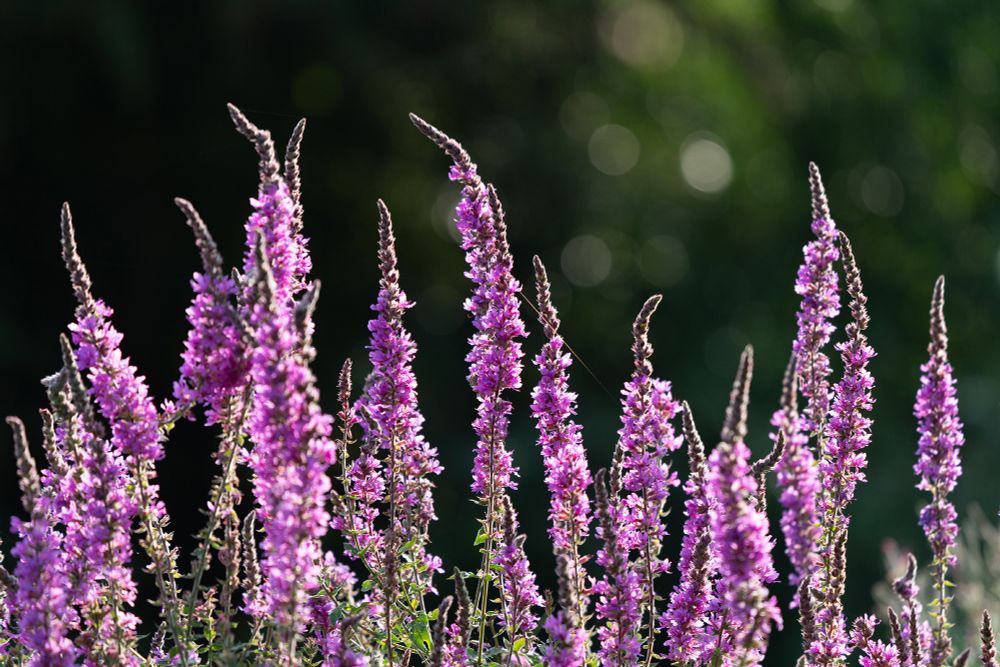 Purple Loosestrife flowers lit by the sun. 