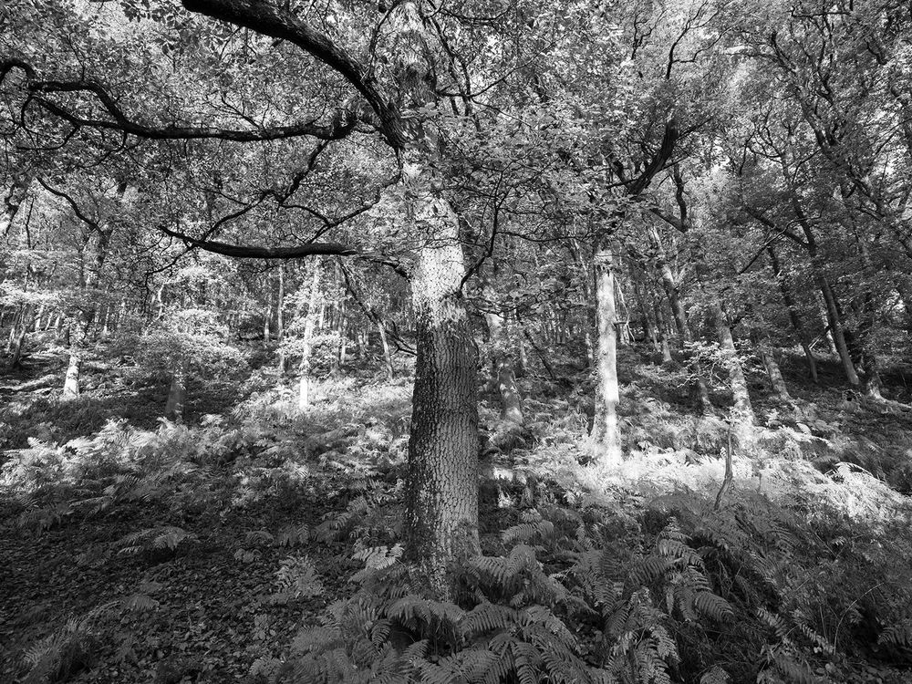 An Oak forest climbing up a steepish hillside. Bracken underneath.  Sunlight dapples through. black and white photo.