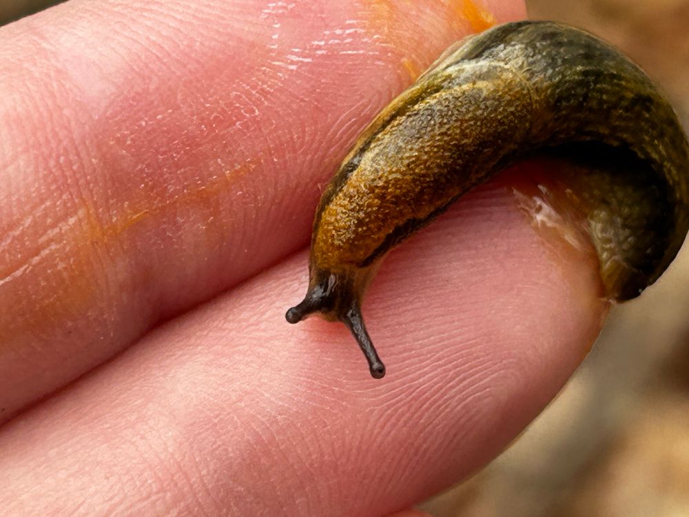 closeup view of arion slug on fingers. 