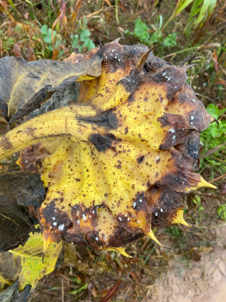 Another sunflower flower head turning brown at the outer edges but a deep greeny yellow toward the stem. Again tiny spots of grey fungi encircle the outer edge of the head. 