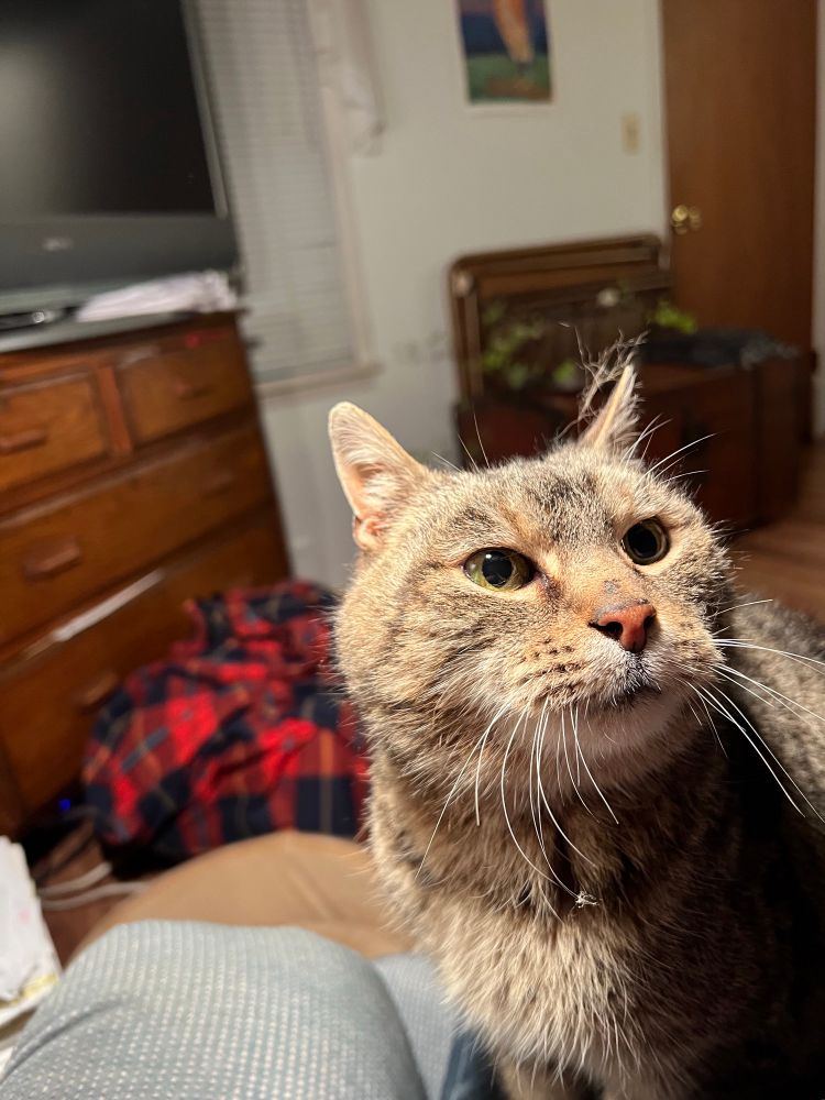 a raggedy brown tabby tomcat on my lap looking stunned,in closeup of his face and chest, with blurred furniture & stuff in the background