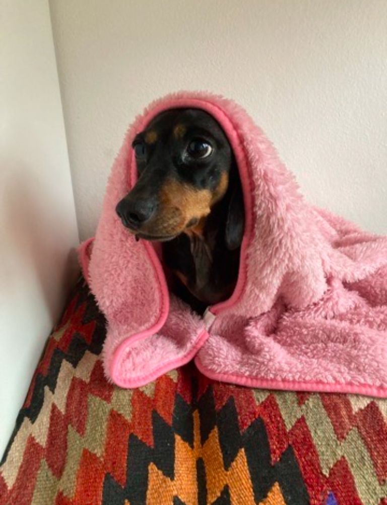 cute pathetic black dachsund under a pink fleece blanket 