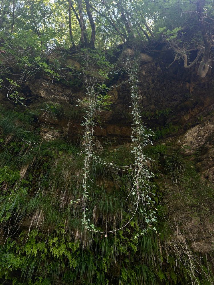 wild liana walls near a river in emilia romagna, italy