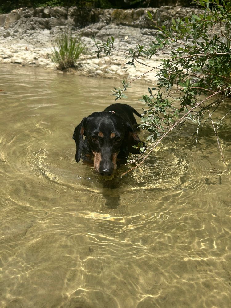 cute black mini dachsund swimming in the river