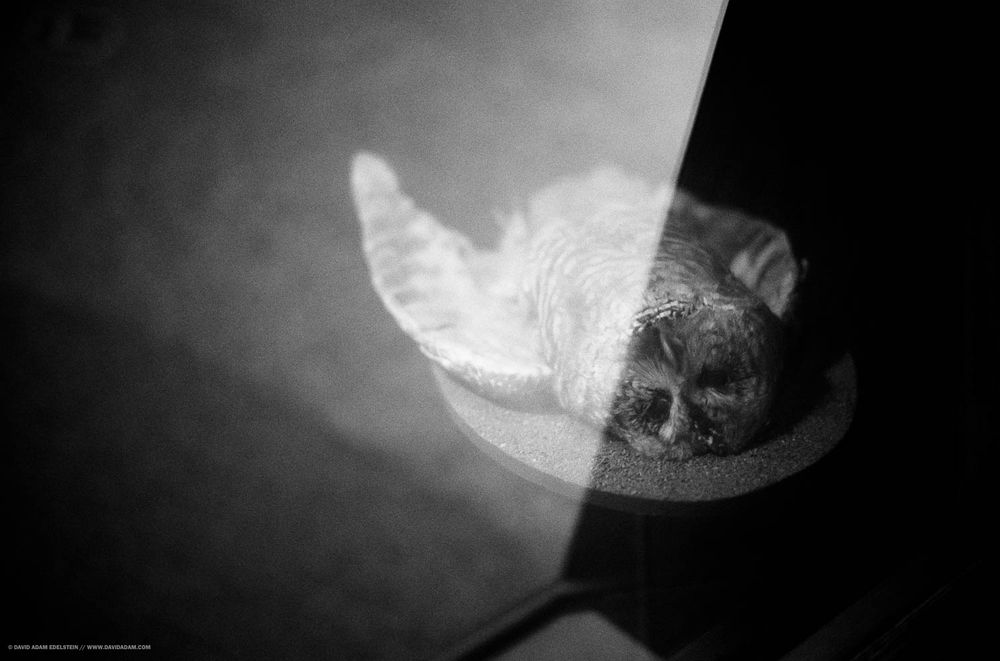 Black and white photo of a taxidermy owl that had fallen over in a display at the American Museum of Natural History. 