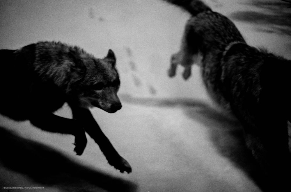 Taxidermy wolves "running". 