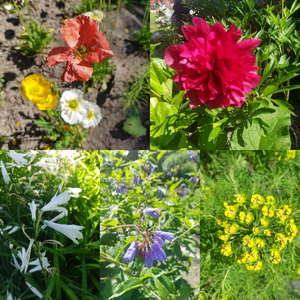 Kukkia ulko puutarhasta