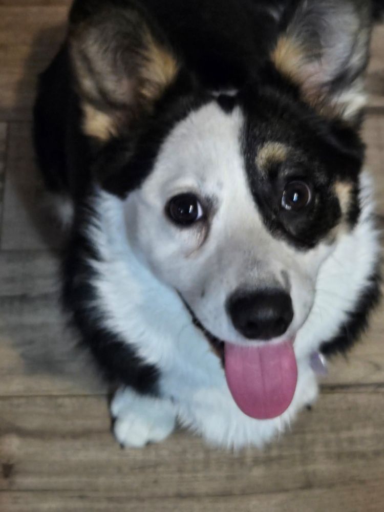 Mina the cardigan corgi stares into the camera.