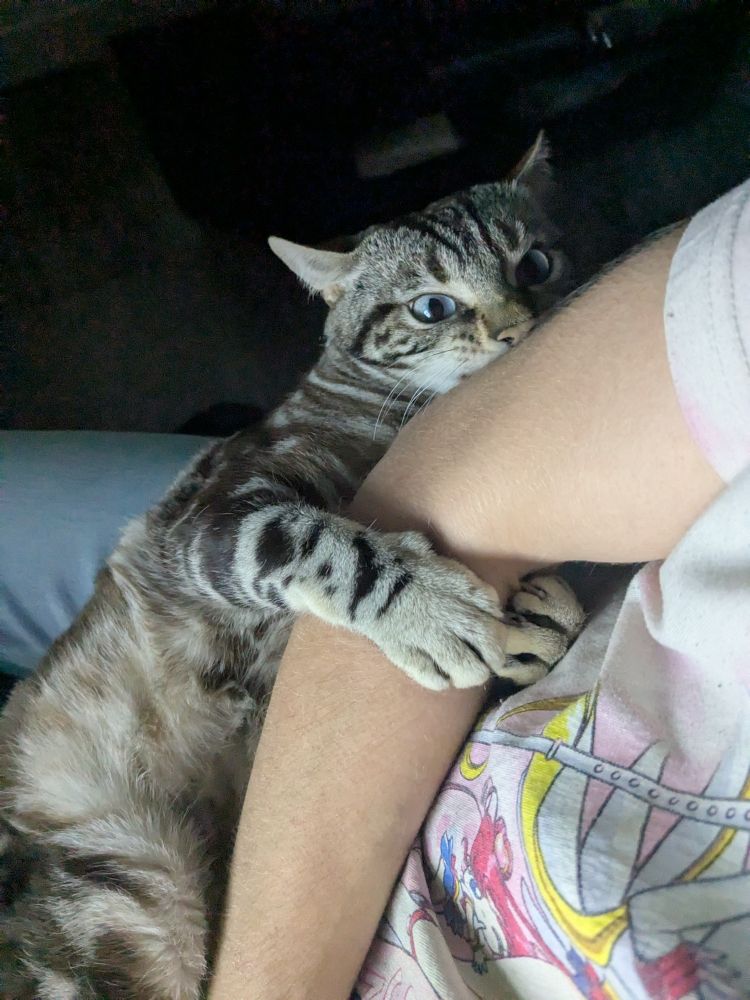 my bengal cat nermal chewing on my elbow 