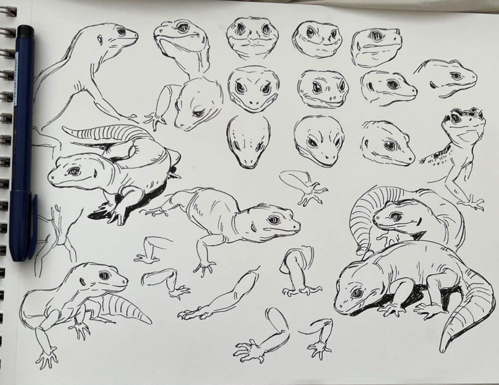 A page full of drawing studies of leopard geckos, in pen. There are gecko heads, as well as full gecko bodies, and then some areas with studies of gecko arms and feet