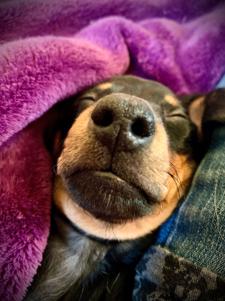 A sleeping Dachshund 