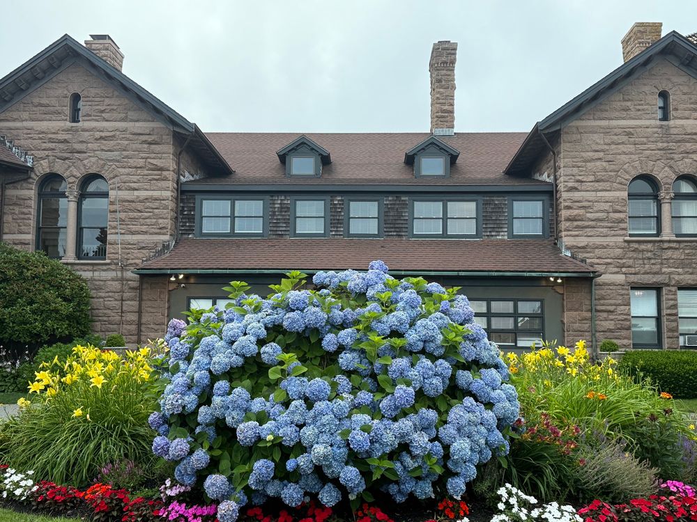 View of the Ocean Cliff Hotel in Newport with a giant hydrangea bush in the middle 