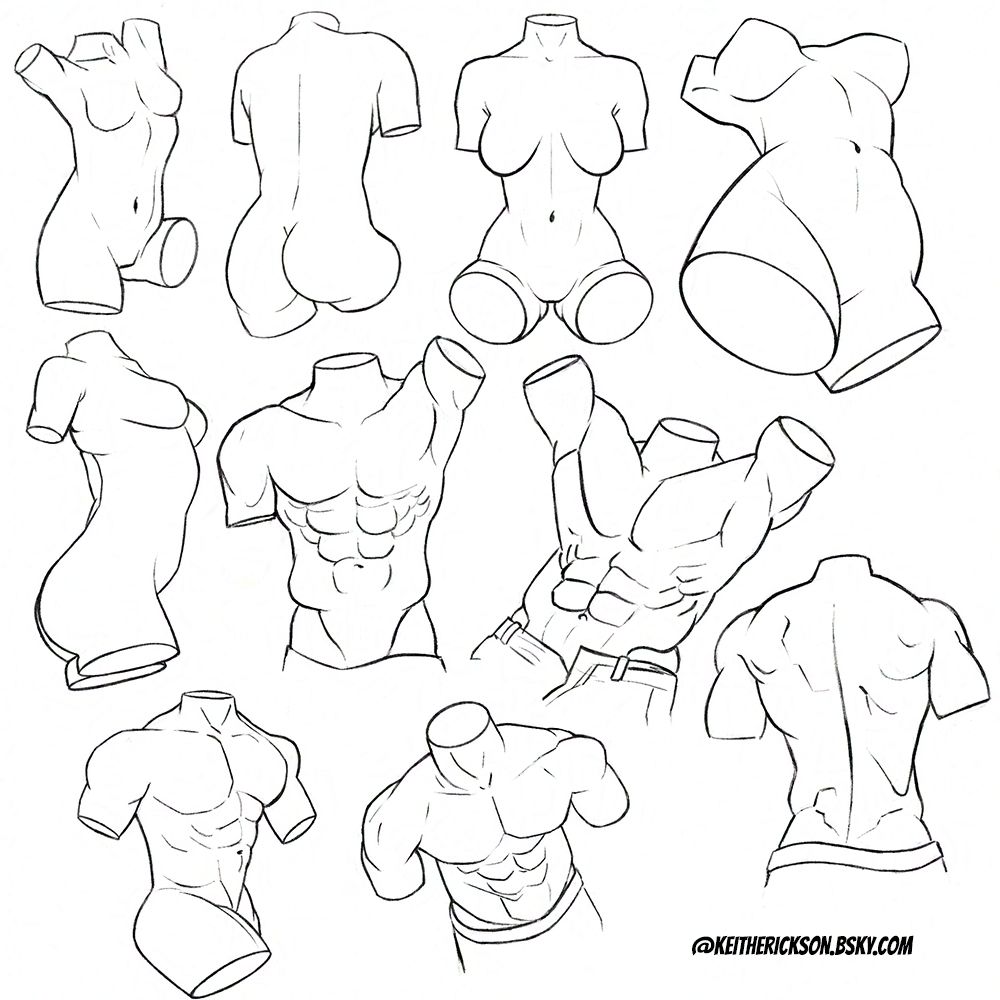 A bunch of torso art studies