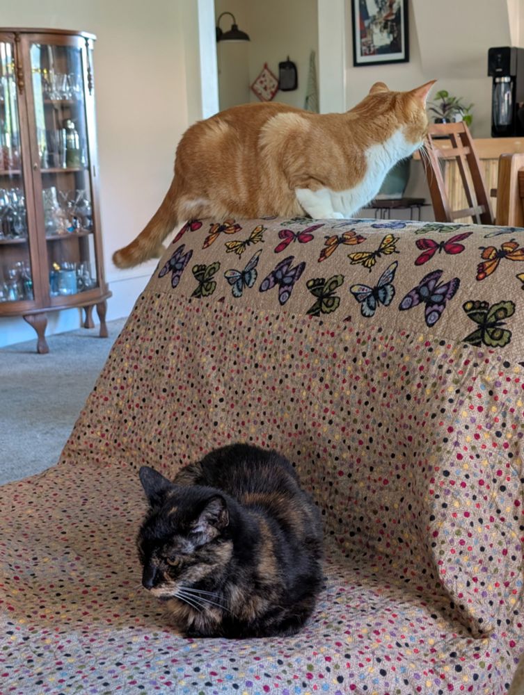 A tortoiseshell cat sits meatloaf on a chair, very grumpy. A marmalade cat is on the back of the chair, his presence annoying her even more. 