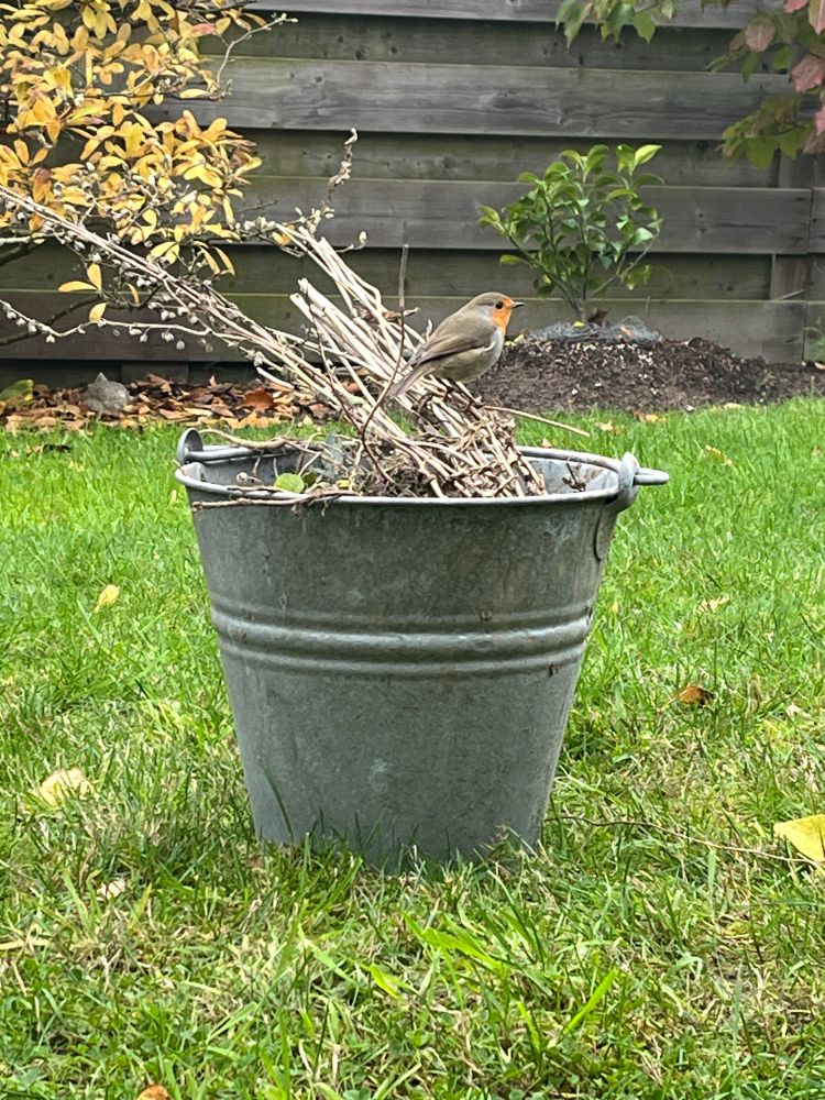 a robin sits on a bunch of dead plants gathered in a bucket. the bucket is placed on a lawn, with a yellowing magnolia and a small green yuzu bush in the background.