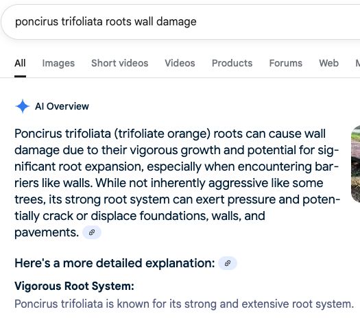 A Google search box with the search phrase "poncirus trifoliata roots wall damage". Then the AI Overview result, stating "Poncirus trifoliata (trifoliate orange) roots can cause wall damage due to their vigirous growth and potential for significant root expansion, especially when encountering barriers like walls. While not inherently aggressive like some trees, its strong root system can exert pressure and potentially crack or displace foundations, walls, and pavements. Here's a more detailed explanation: Vigorous Root System: Poncirus trifoliata is known for its strong and extensive root system."