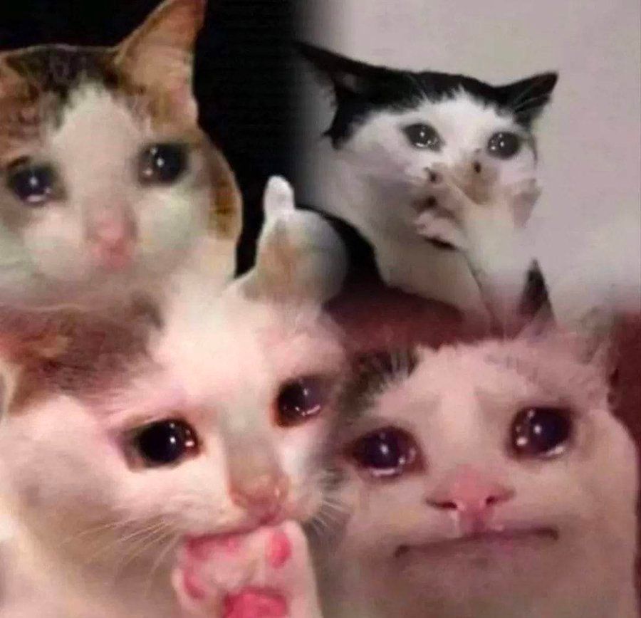 Crying cat meme