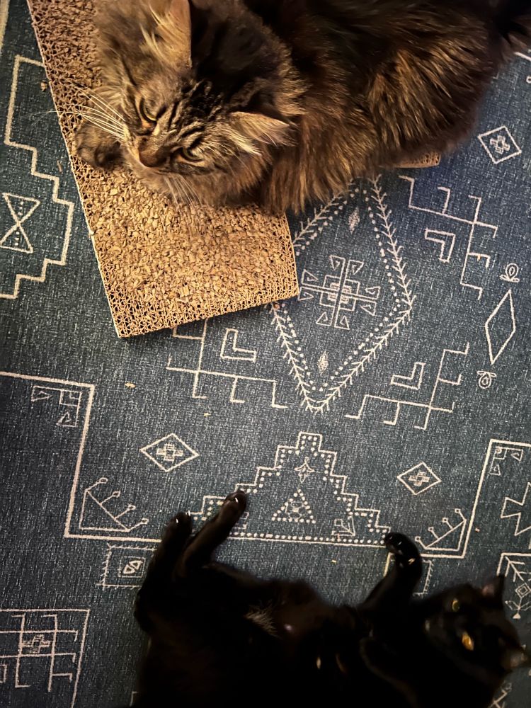 Two cats, a long-haired brown tabby and a short-haired black cat lie on a blue patterned rug.