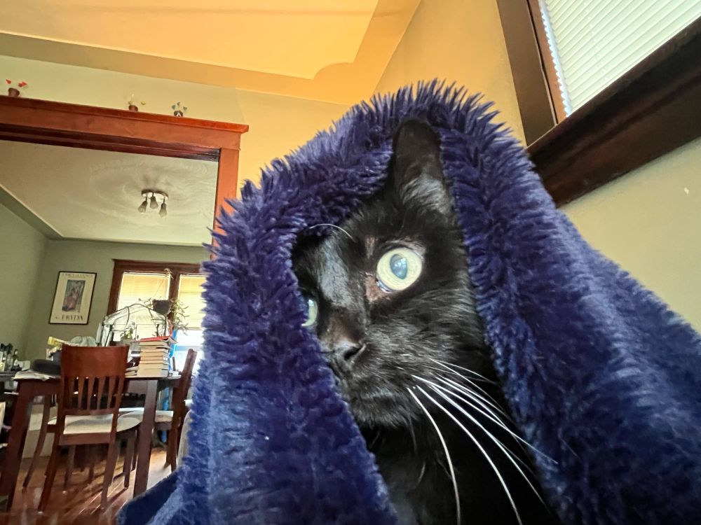 A black cat wrapped in a blue blanket. 