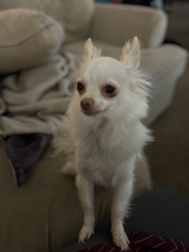 A picture of a white long hair Chihuahua.