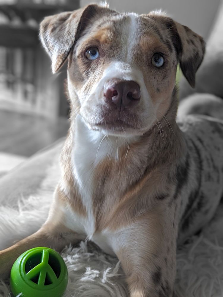 Shorthaired Australian Shepherd mix (red merle coat) w/ 2 different colored eyes (blue+amber) gazes somberly at the camera, w/ her fave green "Peace" rubber ball near her chest. Background blurred, but she lays on a white fuzzy blanket. 