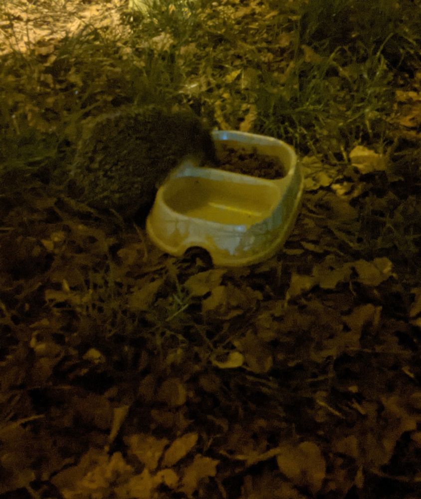 Маленький їжачок біля одної миски з котячим кормом