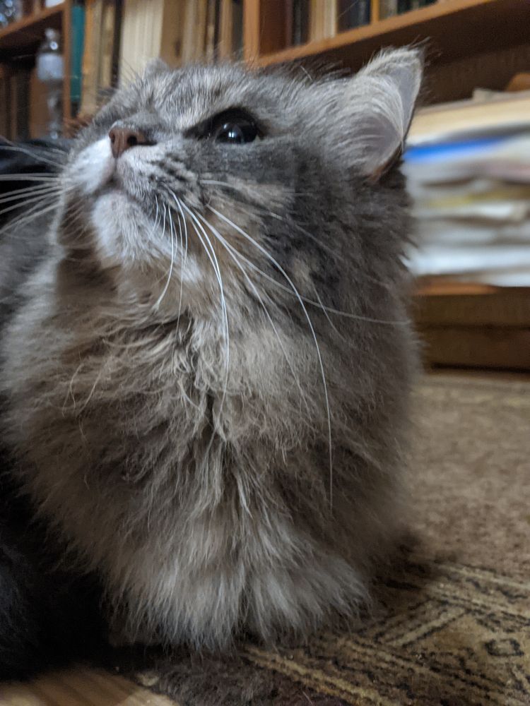 Таббі кішка на підлозі. Дивиться вгору. Око блищить.