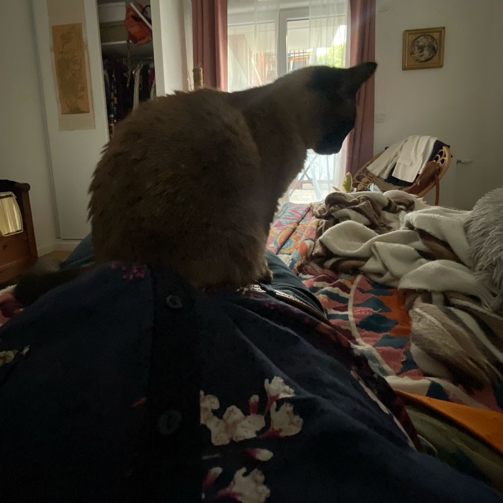 Moi le chat assis sur l’humaine étalée sur si. Lit 
