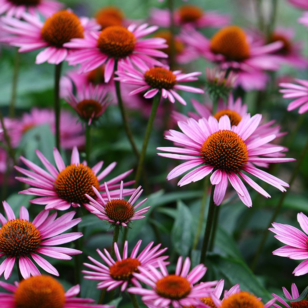 Pink echinacea flowers. 