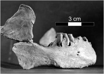 Lateral view of the KRM 41815/SAM-AP 6222 mandible (from the Deacon archive).