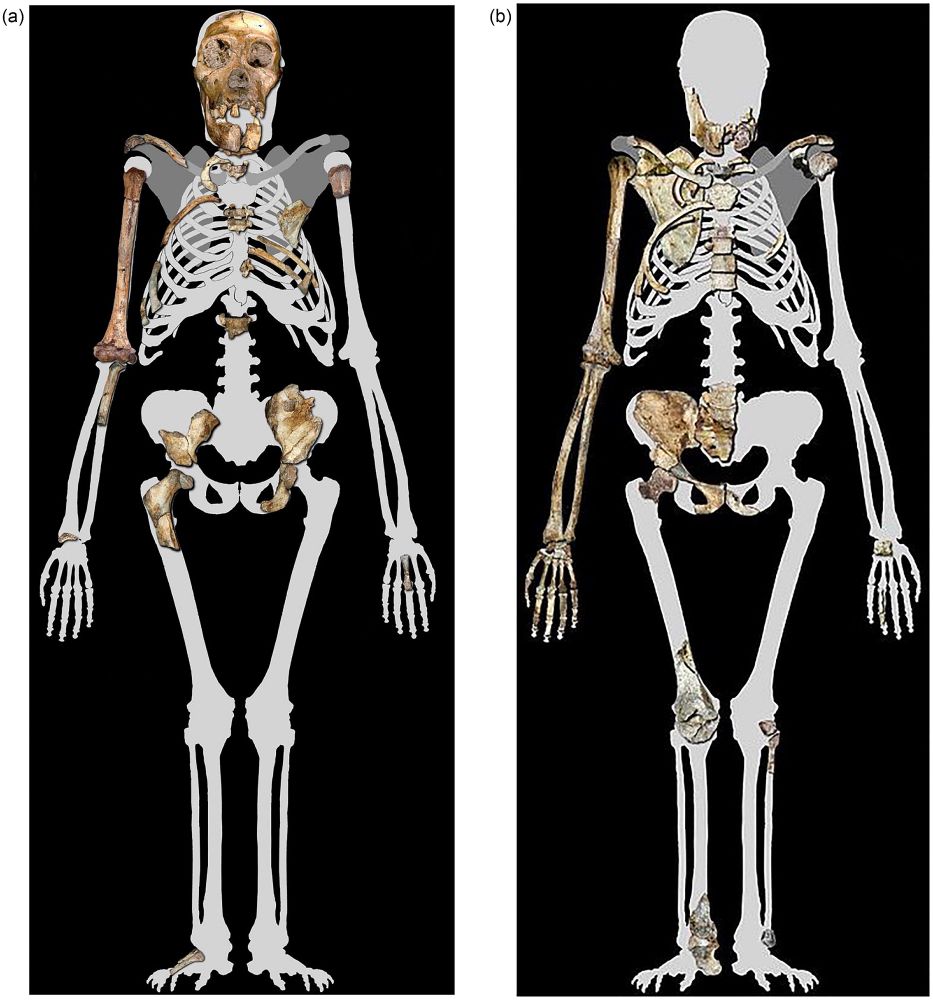 (a) Left: Immature Australopithecus MH 1 which currently comprises 23.8% of the Malapa assemblage. (b) Right: Adult Australopithecus MH 2 represents 45.8%. Note that not all body elements are pictured, e.g. additional MH 1 elements are currently under preparation and MH 2 lumbar vertebrae have been more recently recovered from ex situ blocks (e.g. Williams et al. Citation2021). Lee R. Berger. Image by Peter Schmid, slightly modified with MH 1 right tibia removed as it is no longer associated (after Bolter et al. Citation2025).