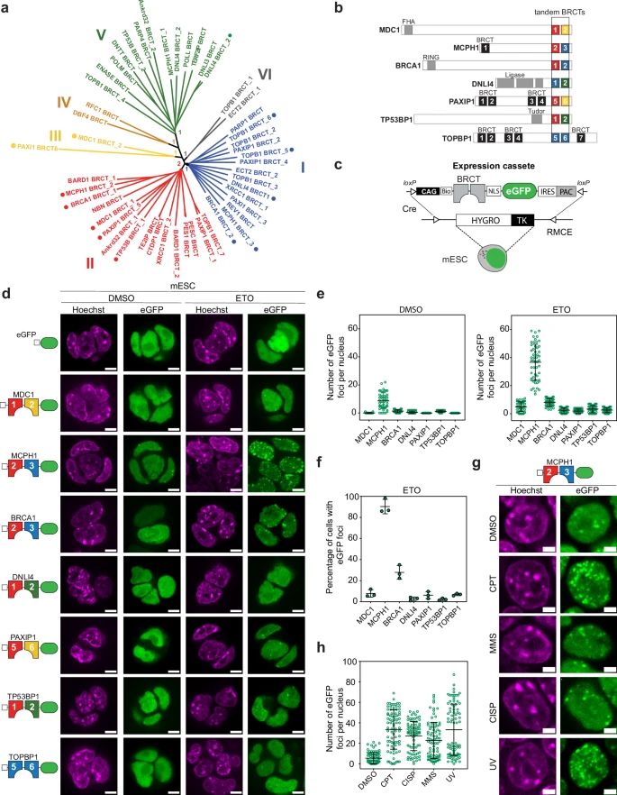 Generation and selection of engineered DNA damage sensors specific for γH2AX.