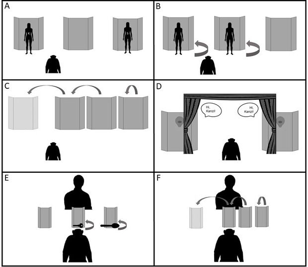 Participant’s view of the set-up across experiments