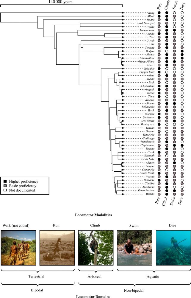 Cross-cultural distribution of locomotor versatility and proficiency among hunter–gatherer societies of the SCCS. Phylogenetic tree constructed using genetic and linguistic isolation data as developed by Duda & Zrzavý [31,32] and presented by Minocher et al. [22]. Photos from left to right: Hadza (Tanzania, Arnold Tibaijuka); Pueblo (USA, Carl Moon); Batek (Malaysia, George Brill); Fijian (Fiji, George Brill); Bajau (Indonesia, George Brill).